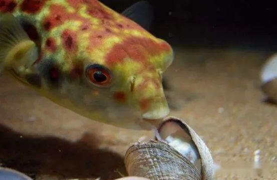 藍色的小型觀賞魚_觀賞小型藍色魚類_藍色的小型魚