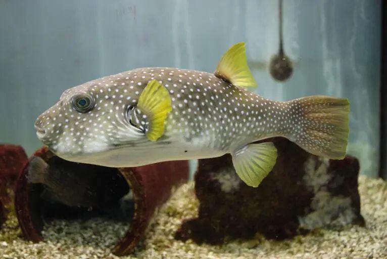 藍色的小型觀賞魚_藍色的小型魚_觀賞小型藍色魚類