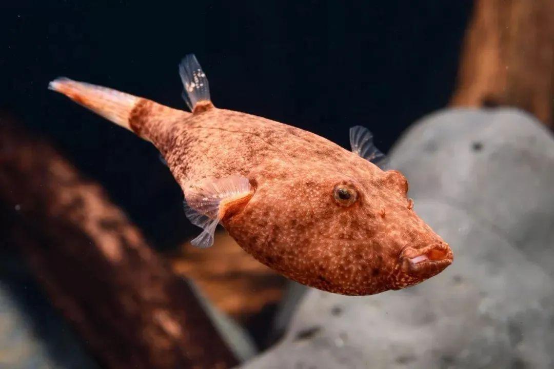 藍色的小型觀賞魚_藍色的小型魚_觀賞小型藍色魚類