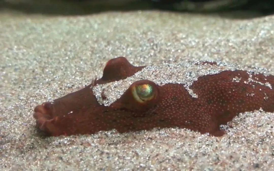 藍色的小型觀賞魚_藍色的小型魚_觀賞小型藍色魚類