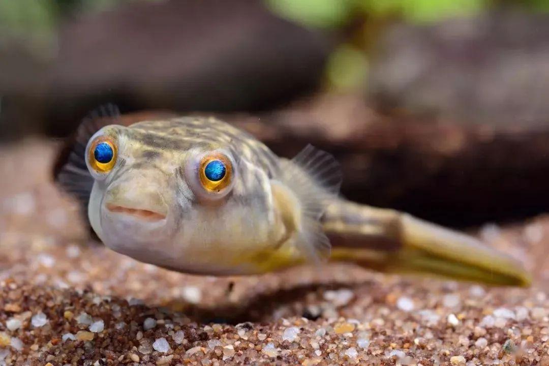 觀賞小型藍色魚類_藍色的小型魚_藍色的小型觀賞魚