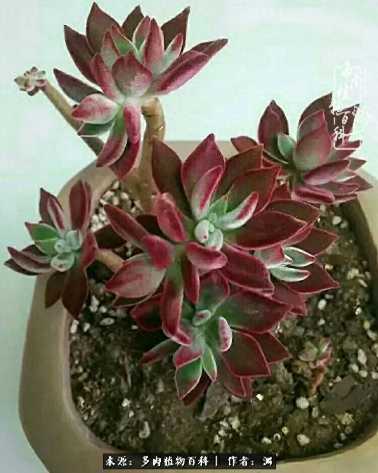 多肉火祭怎么繁殖視頻_多肉火祭怎么養成多頭_多肉火祭的繁殖方法