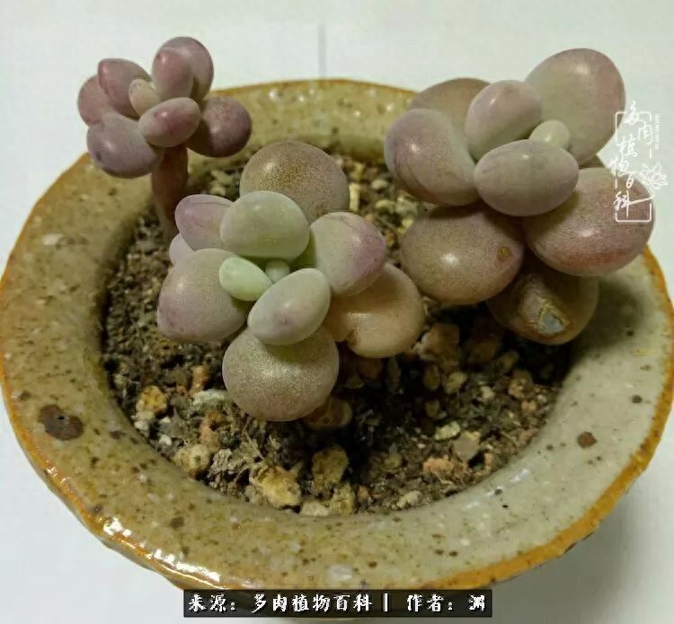 多肉火祭怎么繁殖視頻_多肉火祭的繁殖方法_多肉火祭怎么養成多頭