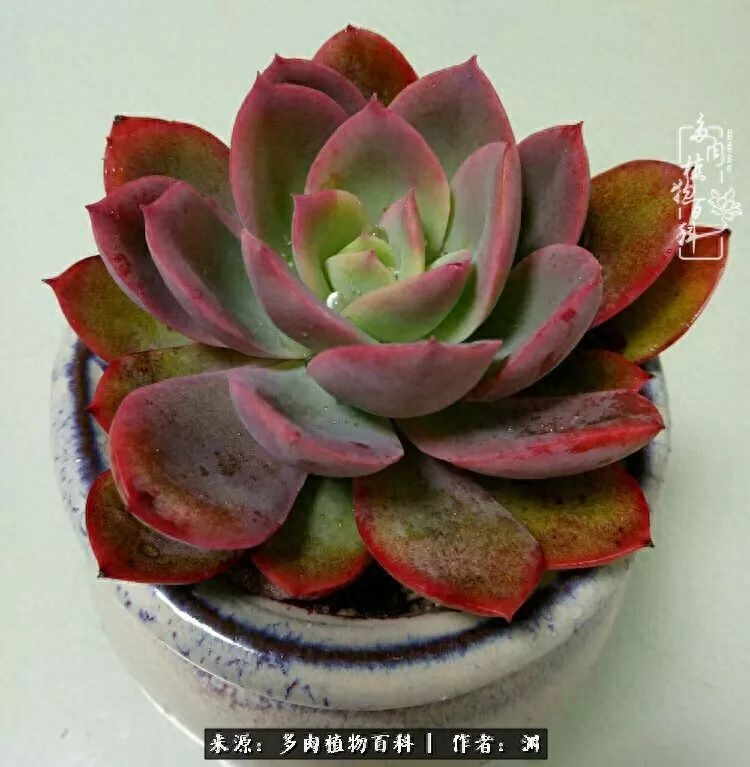 多肉火祭怎么繁殖視頻_多肉火祭怎么養成多頭_多肉火祭的繁殖方法
