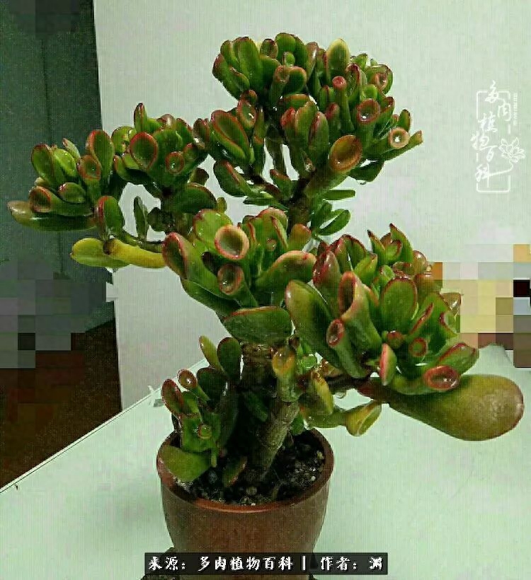 多肉火祭怎么繁殖視頻_多肉火祭的繁殖方法_多肉火祭怎么養成多頭