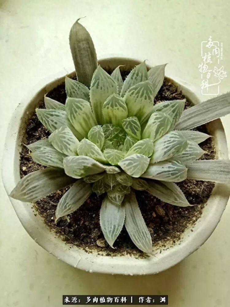 多肉火祭怎么繁殖視頻_多肉火祭的繁殖方法_多肉火祭怎么養成多頭