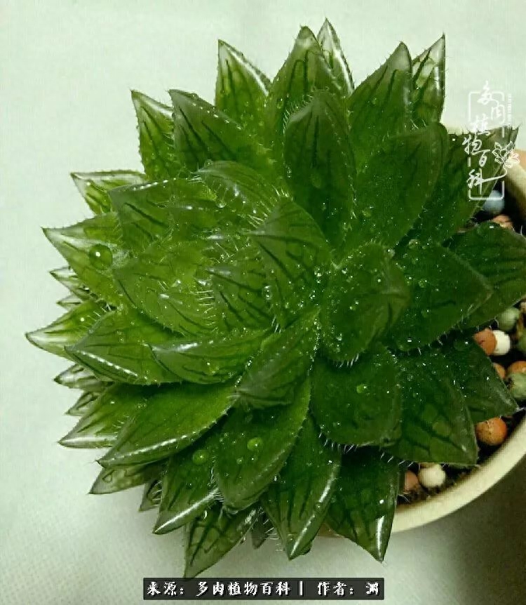 多肉火祭的繁殖方法_多肉火祭怎么養成多頭_多肉火祭怎么繁殖視頻