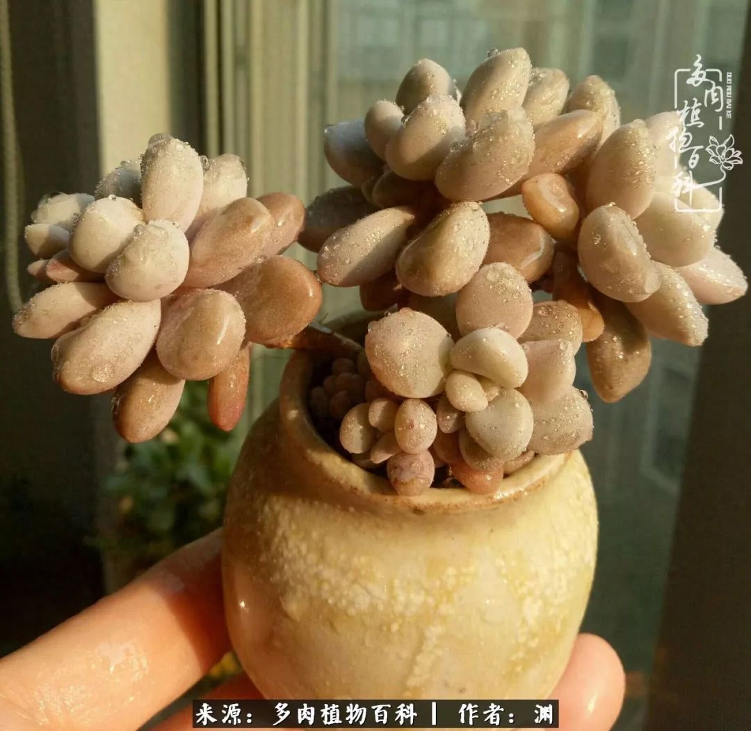 多肉火祭的繁殖方法_多肉火祭怎么養成多頭_多肉火祭怎么繁殖視頻