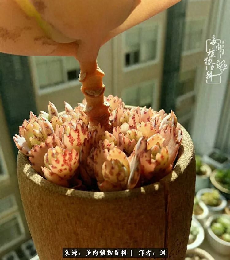 多肉火祭怎么繁殖視頻_多肉火祭的繁殖方法_多肉火祭怎么養成多頭