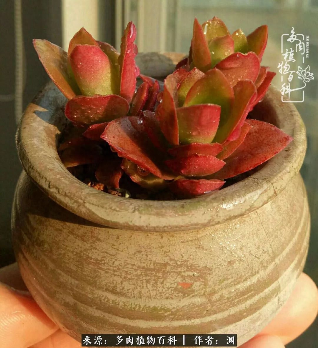多肉火祭怎么繁殖視頻_多肉火祭怎么養成多頭_多肉火祭的繁殖方法