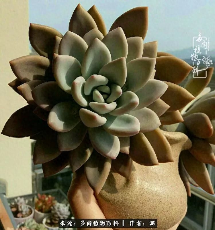 多肉火祭的繁殖方法_多肉火祭怎么養成多頭_多肉火祭怎么繁殖視頻