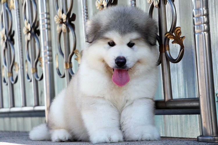 阿拉斯加犬多少錢一只幼崽_幼犬阿拉斯加多少錢一只_阿拉斯加小狗崽多少錢一只