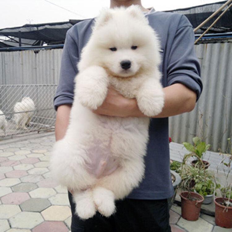 阿拉斯加犬多少錢一只幼崽_阿拉斯加小狗崽多少錢一只_幼犬阿拉斯加多少錢一只