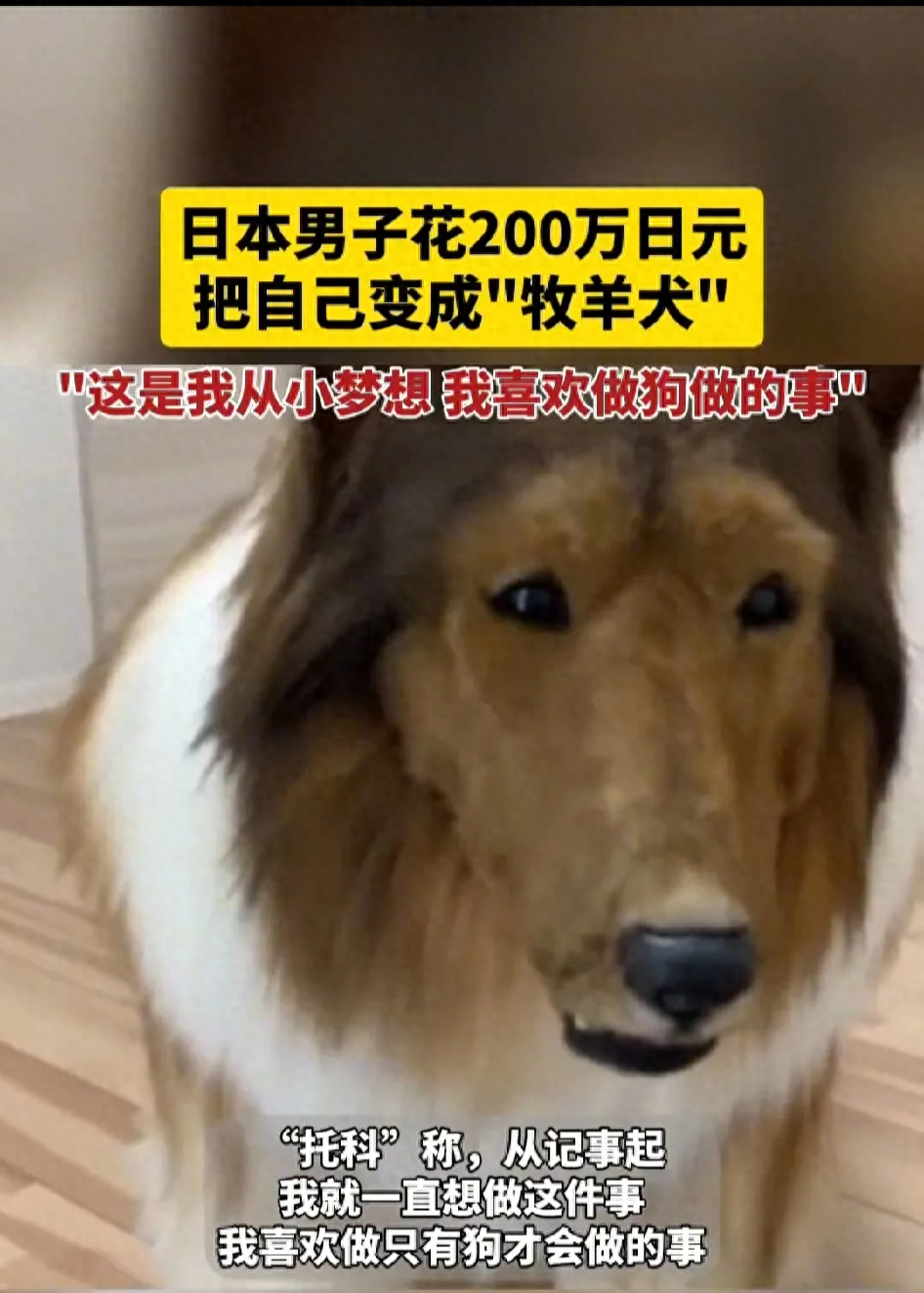 網上買狗可靠嗎_網上買狗可靠嗎_網上買狗可靠嗎