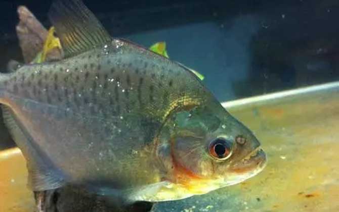 水虎魚多久換一次水？