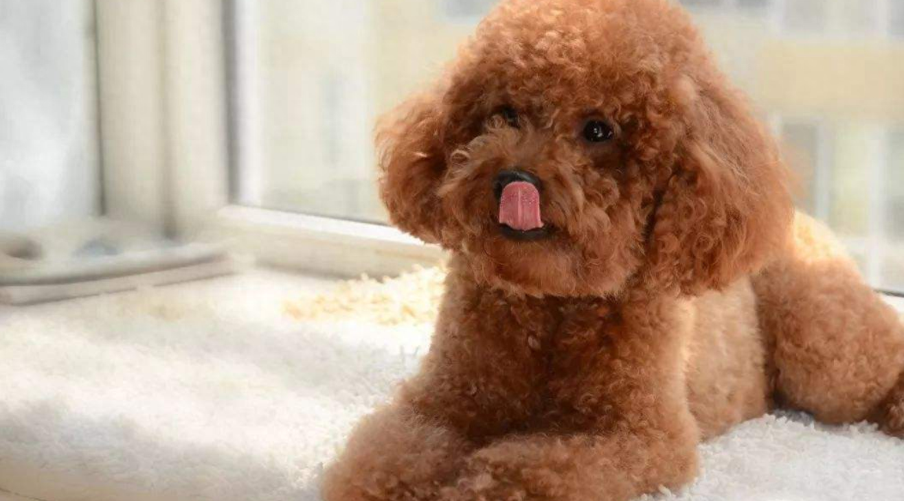 泰迪狗一只多少錢_泰迪狗錢只_泰迪go