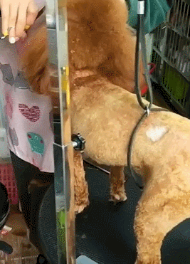 teddy泰迪幣_(tái)泰迪dog_泰迪狗一只多少錢