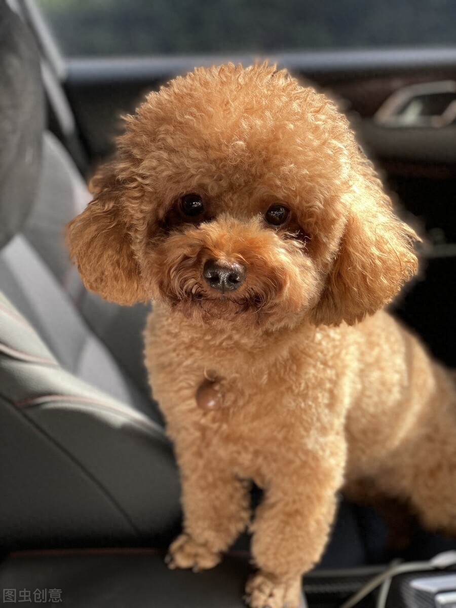 這輩子養(yǎng)一只泰迪犬，真的很值