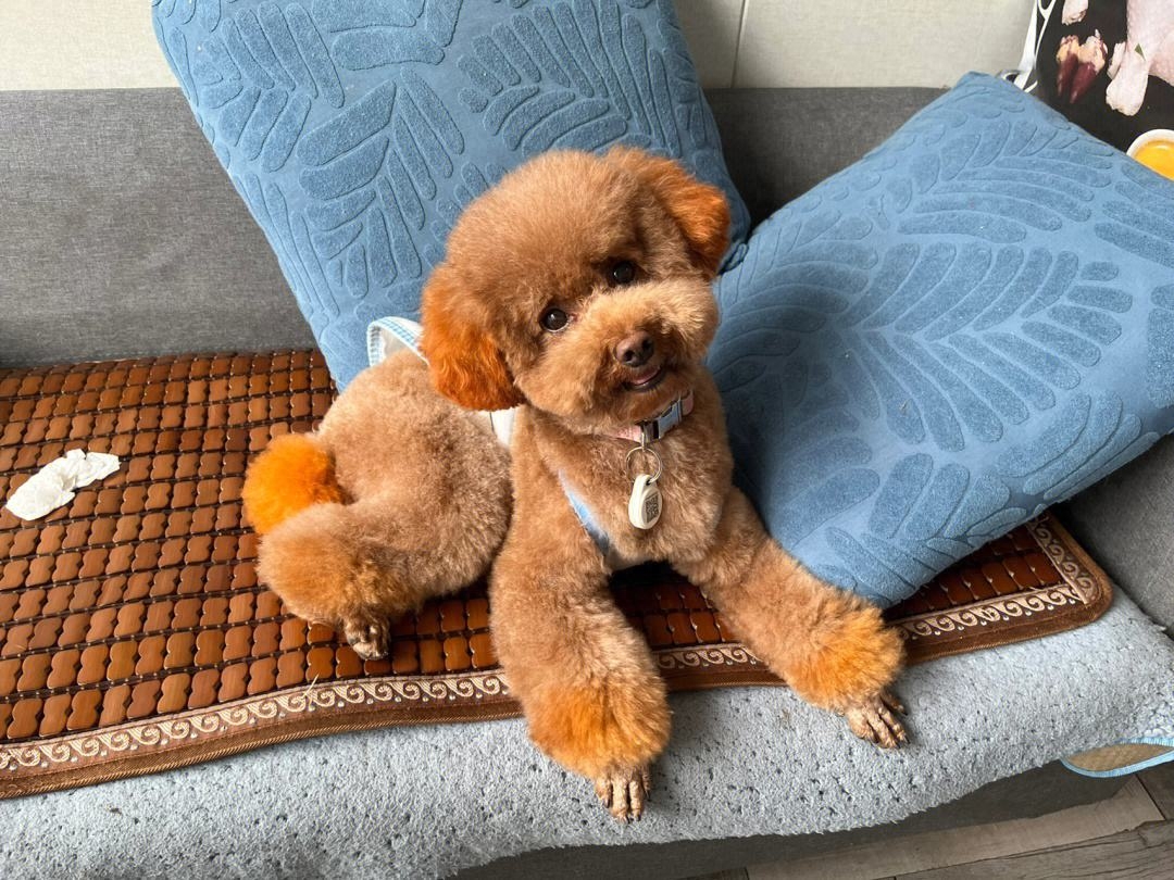 泰迪go_泰迪狗一只多少錢_teddy泰迪幣