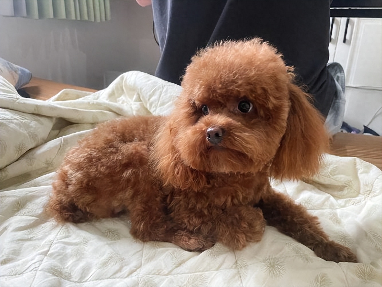 泰迪go_泰迪狗一只多少錢_teddy泰迪幣