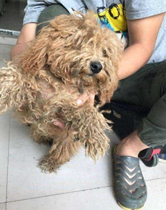 泰迪go_泰迪dog_泰迪狗一只多少錢