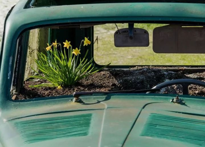 多肉放在車里會不會死_車內種多肉_多肉放車里會悶壞嗎