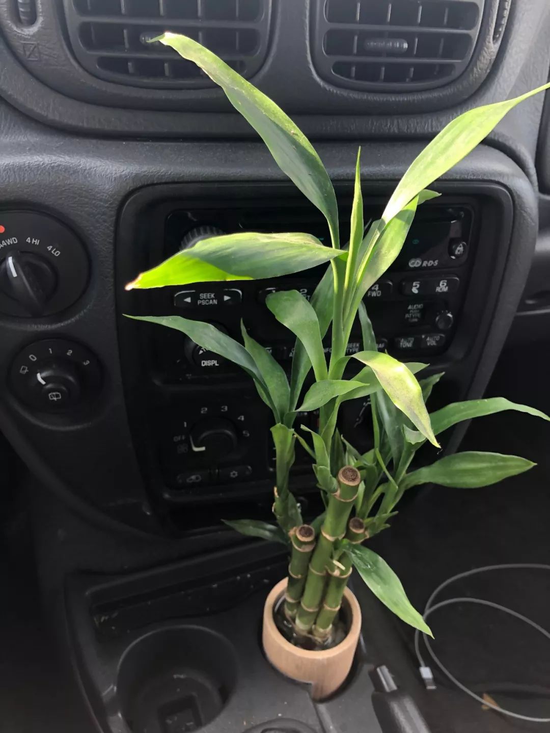 車內種多肉_多肉放在車里會不會死_多肉放車里會悶壞嗎