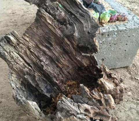 爺爺從后山撿來的枯木用來種多肉，最后卻出乎所有人意料