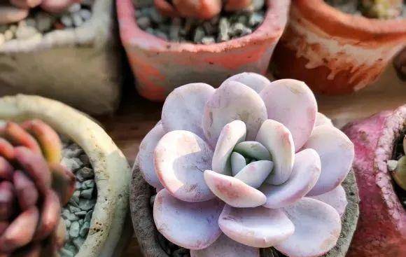 多肉有些什么品種_多肉有幾種品種_多肉有好多品種