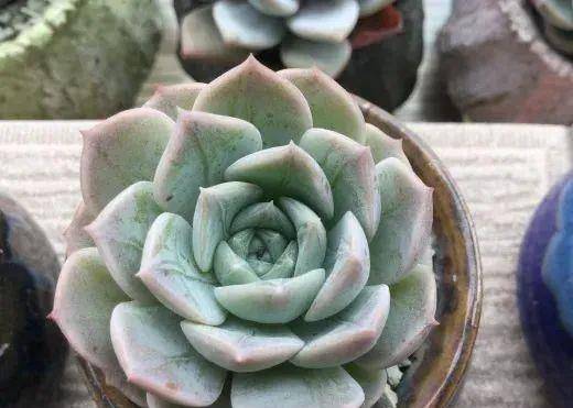 多肉有幾種品種_多肉有好多品種_多肉有些什么品種