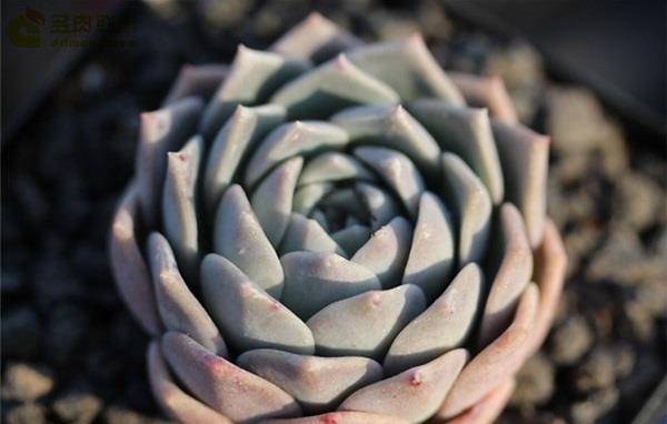 多肉有些什么品種_多肉有好多品種_多肉有幾種品種