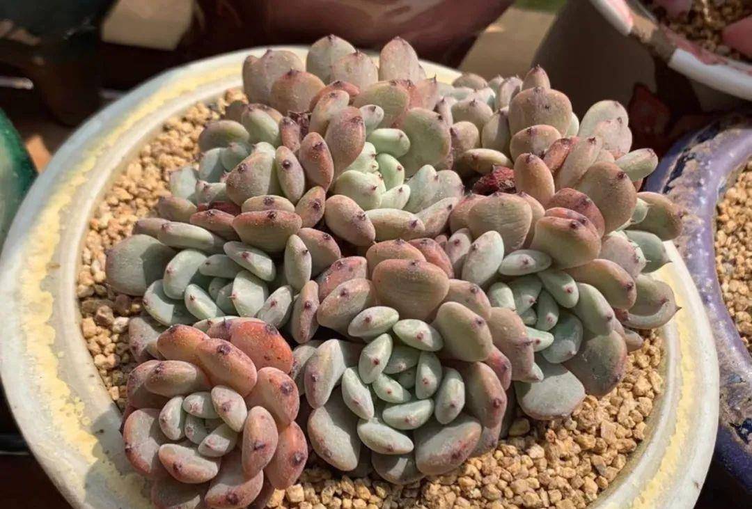 多肉有好多品種_多肉有幾種品種_多肉有些什么品種