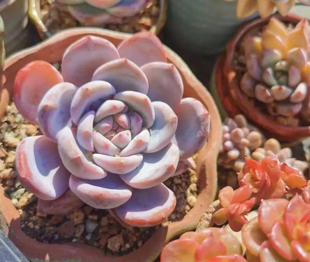 多肉有幾種品種_多肉有好多品種_多肉有些什么品種