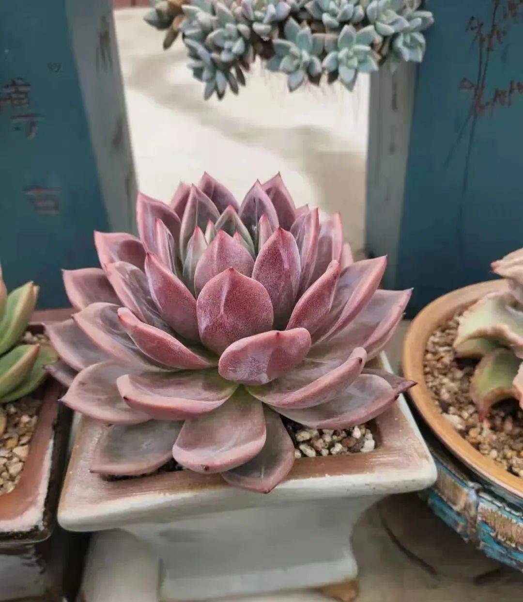 多肉有好多品種_多肉有幾種品種_多肉有些什么品種