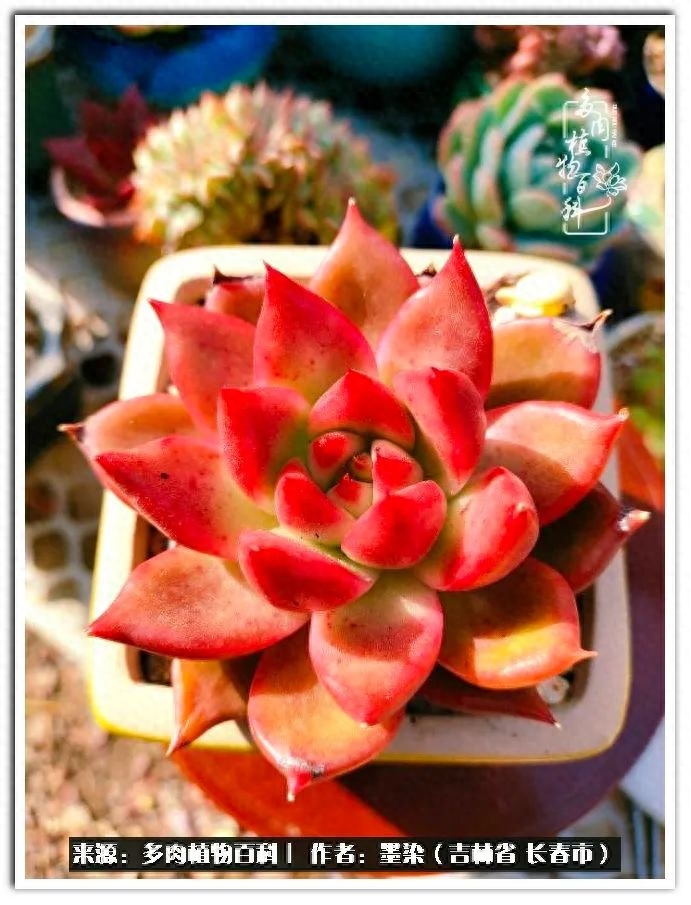 淡雪多肉怎么養_多肉植物淡雪好養嗎_多肉淡雪徒長怎么辦