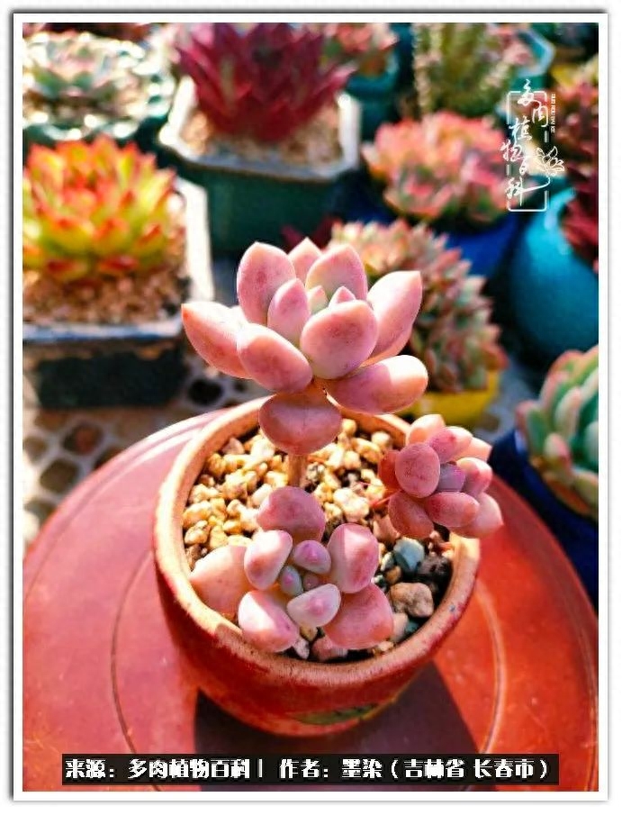 多肉淡雪徒長怎么辦_多肉植物淡雪好養嗎_淡雪多肉怎么養