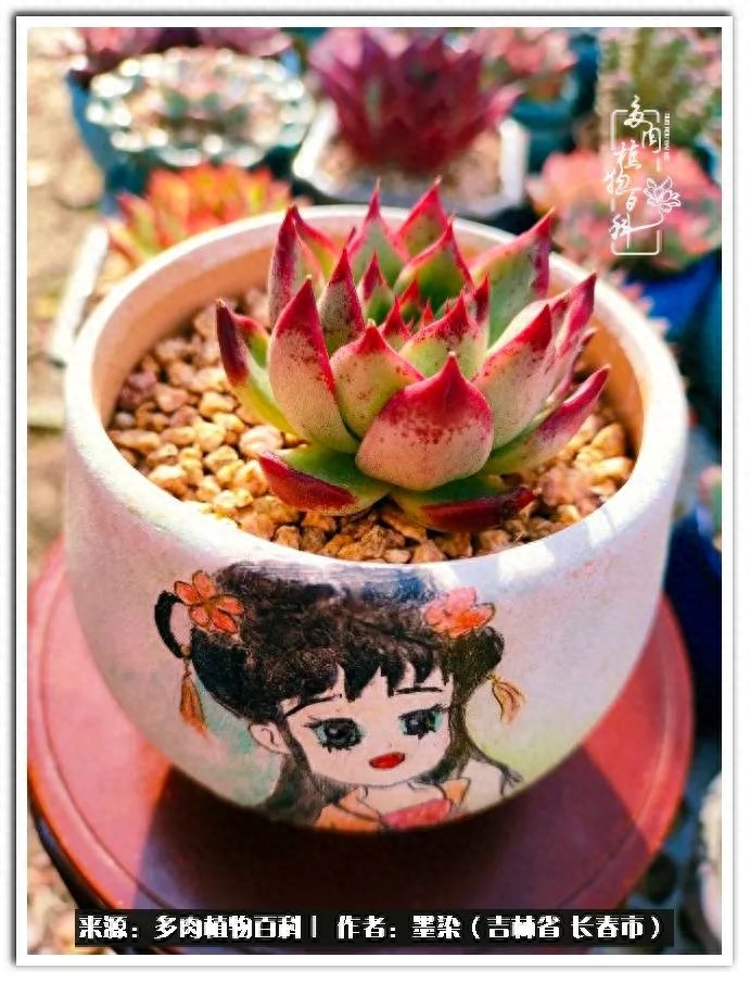 淡雪多肉怎么養_多肉植物淡雪好養嗎_多肉淡雪徒長怎么辦