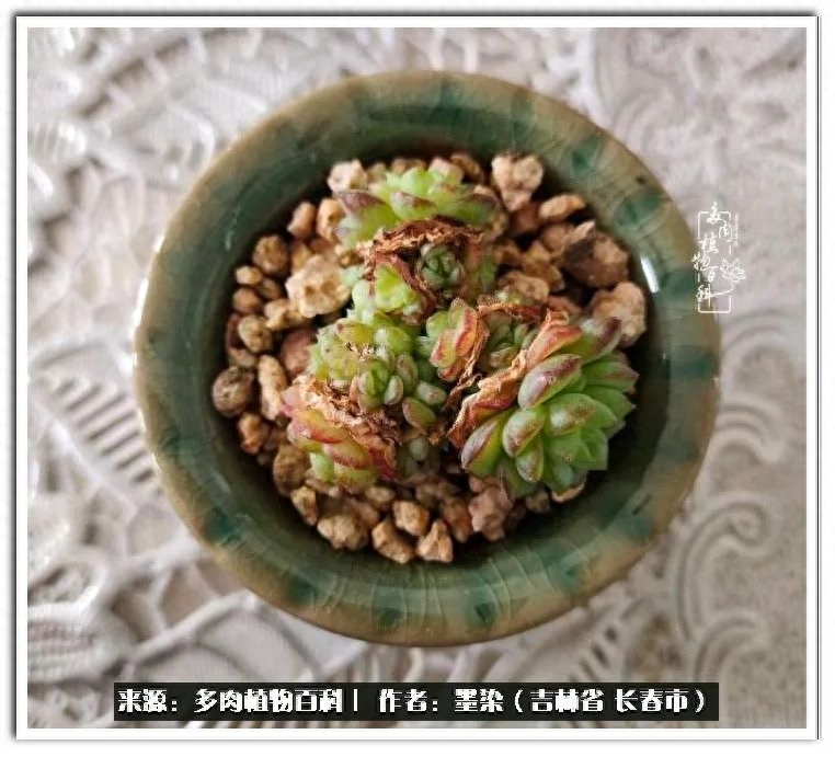 淡雪多肉怎么養_多肉植物淡雪好養嗎_多肉淡雪徒長怎么辦