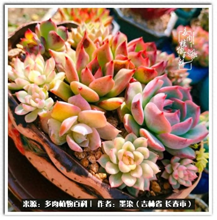 多肉淡雪徒長怎么辦_多肉植物淡雪好養嗎_淡雪多肉怎么養