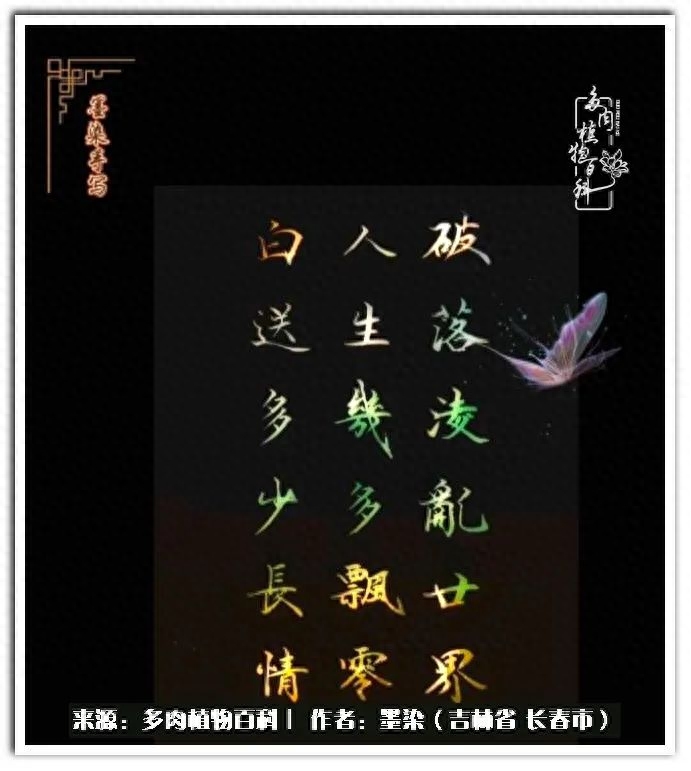 淡雪多肉怎么養_多肉植物淡雪好養嗎_多肉淡雪徒長怎么辦