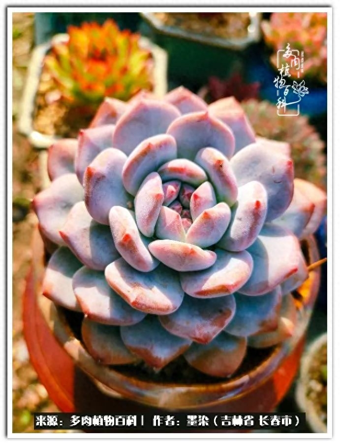 多肉淡雪徒長怎么辦_多肉植物淡雪好養嗎_淡雪多肉怎么養