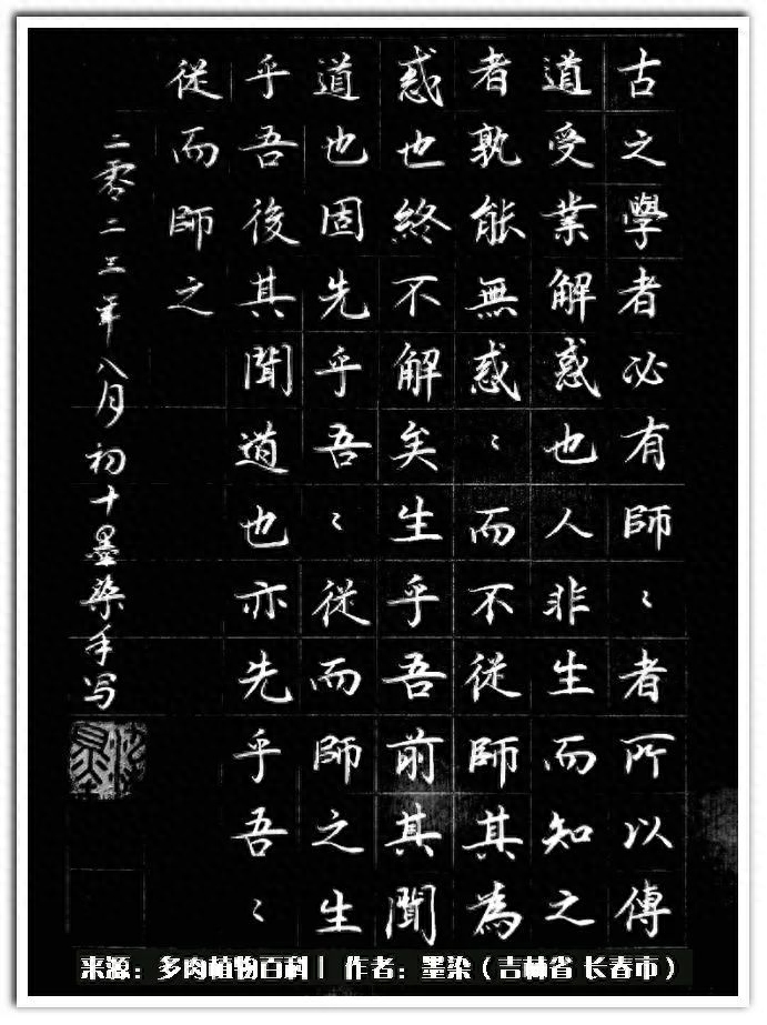 多肉淡雪徒長怎么辦_淡雪多肉怎么養_多肉植物淡雪好養嗎