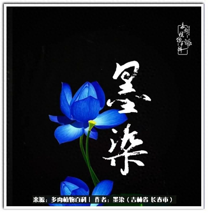 多肉植物淡雪好養嗎_淡雪多肉怎么養_多肉淡雪徒長怎么辦