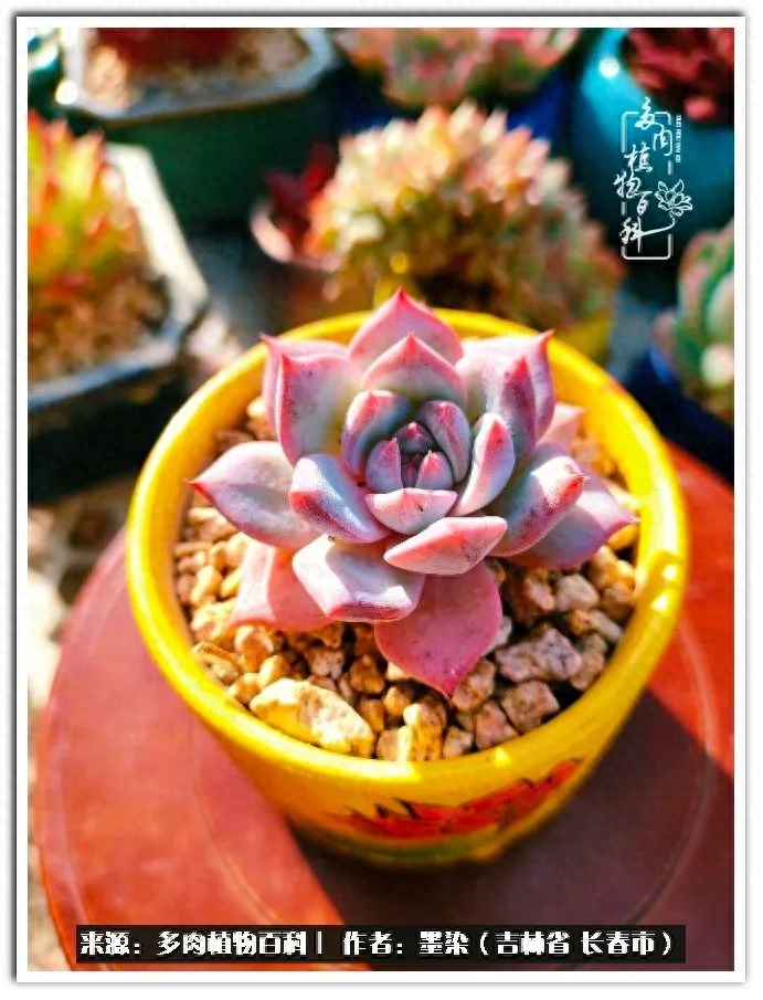 淡雪多肉怎么養_多肉植物淡雪好養嗎_多肉淡雪徒長怎么辦