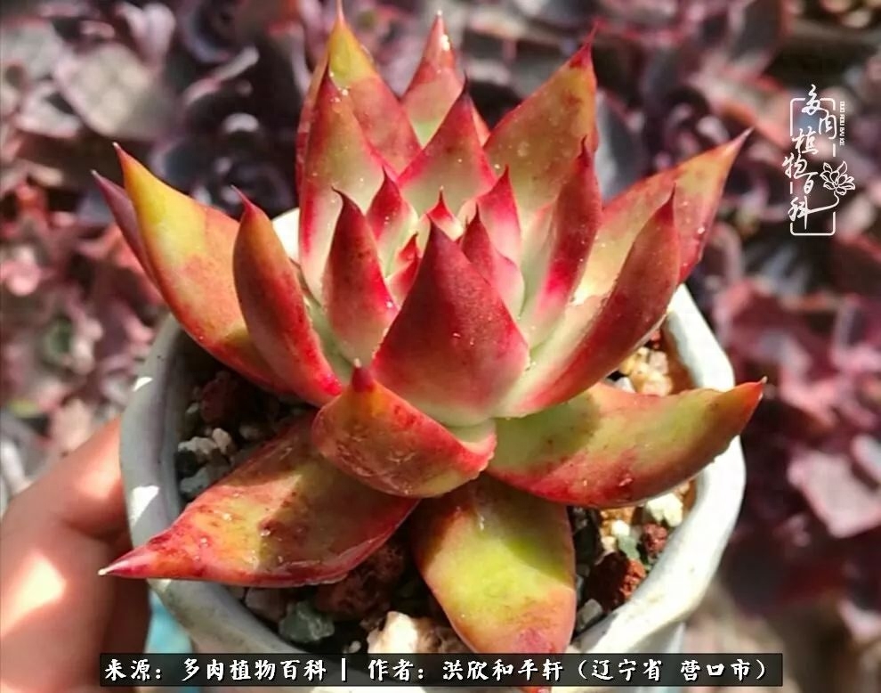 淡雪多肉怎么養(yǎng)_淡雪多肉怎么養(yǎng)_淡雪多肉怎么養(yǎng)