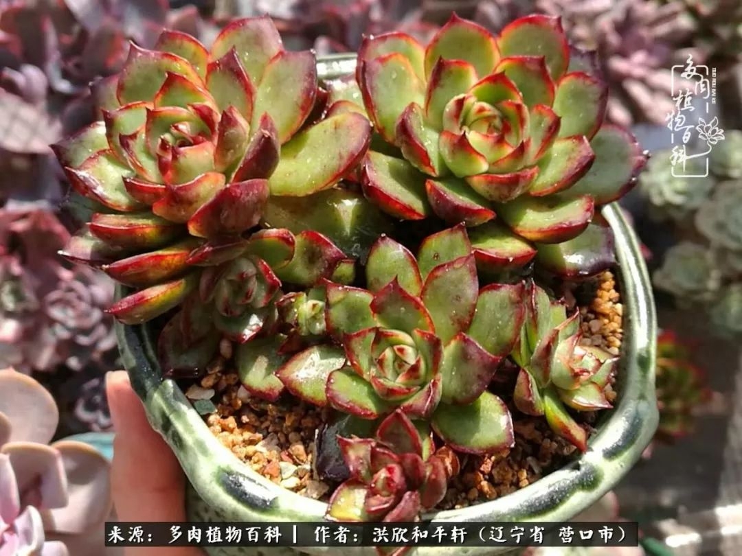 淡雪多肉怎么養(yǎng)_淡雪多肉怎么養(yǎng)_淡雪多肉怎么養(yǎng)