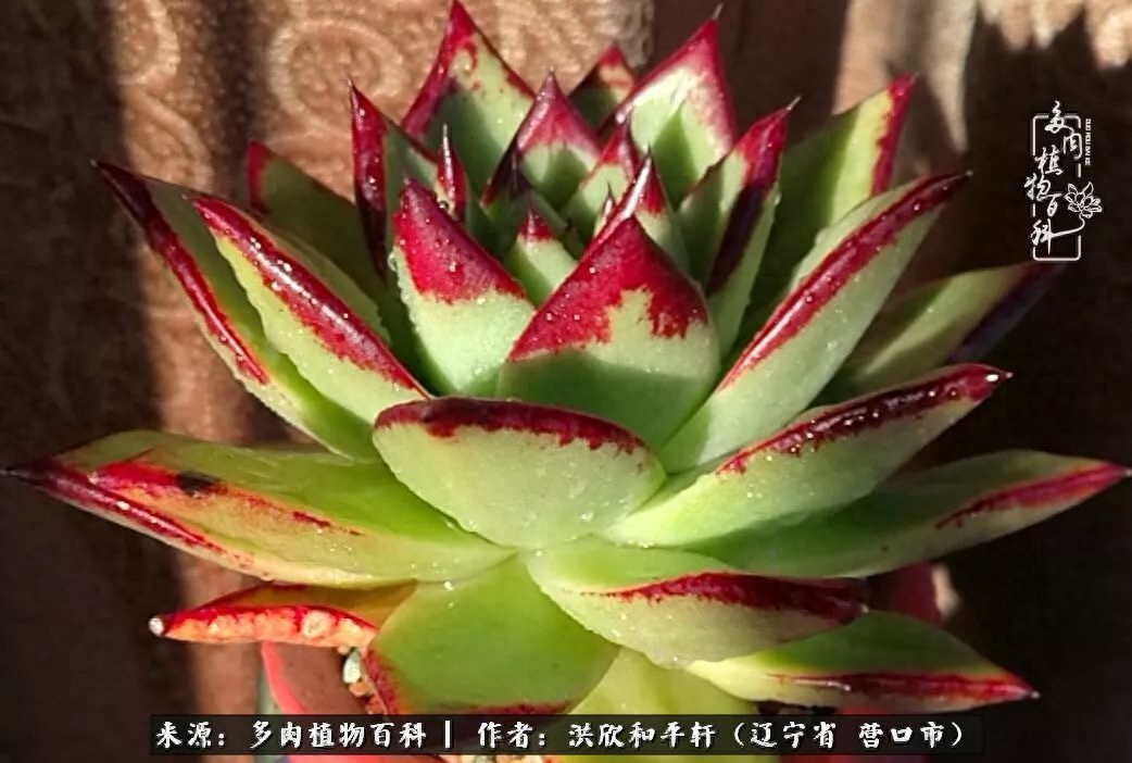 淡雪多肉怎么養(yǎng)_淡雪多肉怎么養(yǎng)_淡雪多肉怎么養(yǎng)