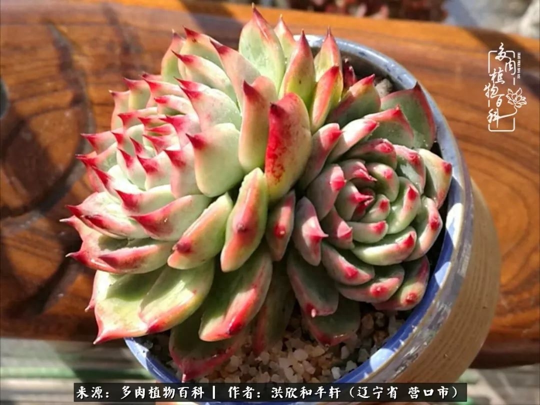 淡雪多肉怎么養(yǎng)_淡雪多肉怎么養(yǎng)_淡雪多肉怎么養(yǎng)