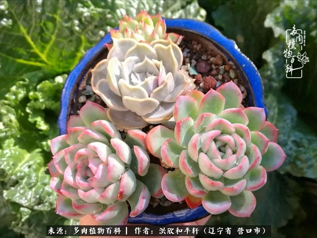 淡雪多肉怎么養(yǎng)_淡雪多肉怎么養(yǎng)_淡雪多肉怎么養(yǎng)