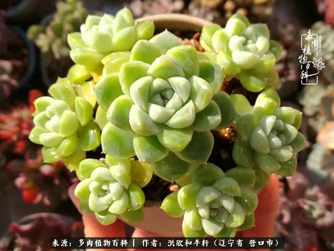 淡雪多肉怎么養(yǎng)_淡雪多肉怎么養(yǎng)_淡雪多肉怎么養(yǎng)